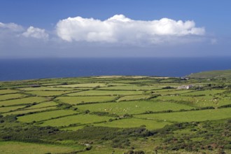 Wide green fields stretch to the coast under a cloudy sky, St Ives, Cornwall, England, United