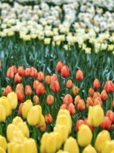 Different coloured tulips (Tulipa), colourful tulip bed, Keukenhof gardens, Lisse, Bollenstreek,