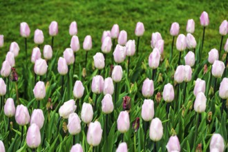 Pink tulips (Tulipa) in a flower bed, Keukenhof Gardens, Lisse, Bollenstreek, South Holland,