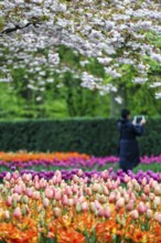 Different coloured tulips (Tulipa), colourful tulip bed, flowering fruit tree, Keukenhof gardens,