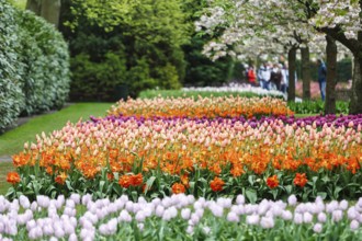 Different coloured tulips (Tulipa), colourful tulip beds, flowering fruit tree, Keukenhof gardens,