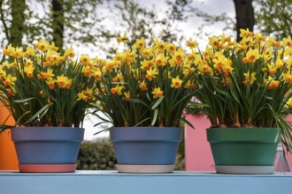 Three flower pots with daffodils, wild daffodil (Narcissus pseudonarcissus), decoration, Keukenhof