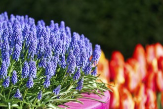 Grape hyacinths (Muscari) in a flower pot, Keukenhof gardens, Lisse, Bollenstreek, South Holland,