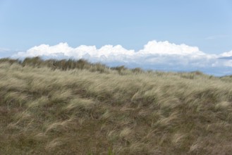 A strong wind blows over the dunes of the Baltic Sea coast, mighty cumulus clouds pile up in the