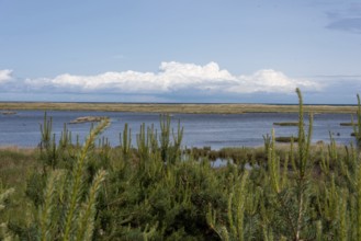 Darßer Ort, Cumulus clouds, National Park Vorpommersche Boddenlandschaft, Prerow,