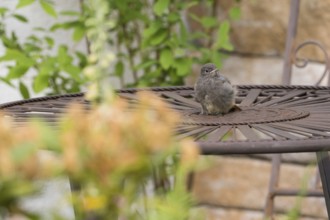 A redstart (Phoenicurus ochruros), young bird, sitting on a metal table in the garden, Hesse,