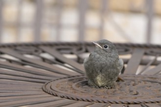 A redstart (Phoenicurus ochruros), young bird, sitting alone on a metal table, Hesse, Germany