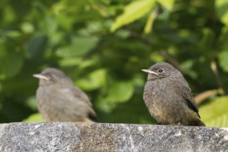 Two young redstarts (Phoenicurus ochruros) sitting together on a wall, Hesse, Germany