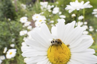 A Bee beetle (Trichius gallicus) sitting on the yellow centre of a daisy flower, Hesse, Germany