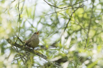 A wren (Troglodytes troglodytes) singing on a tree branch surrounded by fresh greenery, Hesse,