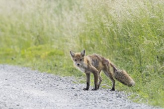 Curious red fox (Vulpes vulpes), mangy, standing at the edge of a gravel path, Hesse, Germany