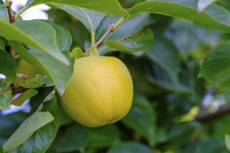 Persimmon on a tree, near Tramin an der Weinstraße, Unteretsch, South Tyrol, Italy