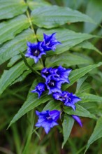 Swallowtail gentian, gentiana asclepiada, Gentianaceae at Magdalena Neuner Weg Krepelschrofen,