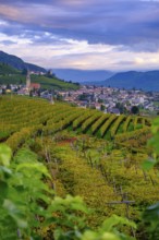 Tramin an der Weinstraße, with vineyards, Unteretsch, South Tyrol, Italy