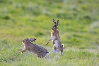 European hare (Lepus europaeus) Mating season Germany