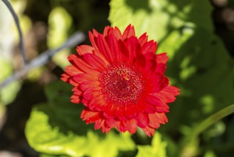 Bright red gerbera (gerbera) with lush green leaves underneath, Ternitz, Lower Austria, Austria