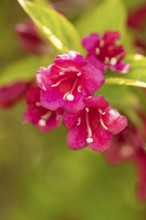 Pink flowers of the Weigela in the sunlight, Ternitz, Lower Austria, Austria