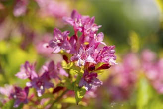 Pink flowers of the Weigela in the sunlight, Ternitz, Lower Austria, Austria