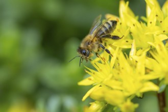A bee (Apis) pollinating yellow flowers of pungent stonecrop (Sedum acre), Ternitz, Lower Austria,