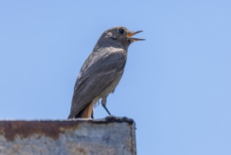 Female redstart (Phoenicurus) sitting on a ledge and singing against a blue sky Ternitz, Lower