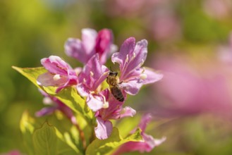Bee (Apis) sitting on pink flowers of the Weigela (Weigela) in the sunlight, Ternitz, Lower