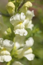 White snapdragon flower (Antirrhinum) in close-up, Ternitz, Lower Austria, Austria