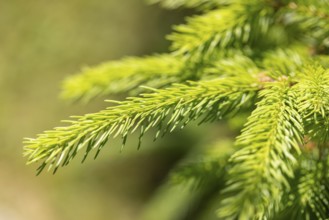 Close-up of a green spruce branch (Picea) with needles, Ternitz, Lower Austria, Austria