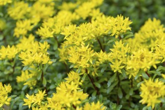Bright yellow flowers of pungent stonecrop (Sedum acre), Ternitz, Lower Austria, Austria