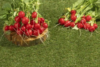 Fresh radish bunches draped on wood and green meadow