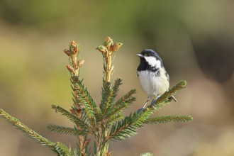 Fir tit (Parus ater), sitting on the top of a young spruce, European spruce (Picea abies),