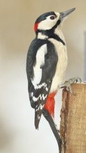 Great spotted woodpecker (Dendrocopos major), male, sitting on a fence post in the garden,