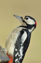 Great spotted woodpecker (Dendrocopos major), male, sitting on a fence post in the garden, animal