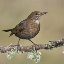 Blackbird (Turdus merula), female, sitting on a lichen-covered branch in the forest, Wilnsdorf,