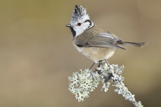 Crested Tit (Lophophanes Scalloped ribbonfish), on a branch overgrown with lichen, Wilnsdorf, North
