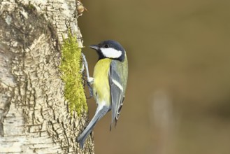 Great tit (Parus major), sitting on moss-covered dead wood, Wilnsdorf, North Rhine-Westphalia,