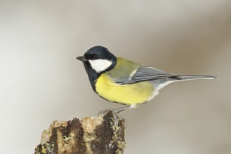 Great tit (Parus major) sitting on moss-covered dead wood, side view, Wilnsdorf, North
