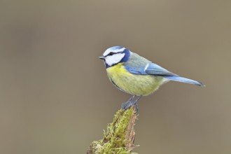 Blue tit (Parus caeruleus), sitting on moss-covered dead wood, Wilnsdorf, North Rhine-Westphalia,