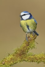 Blue tit (Parus caeruleus), sitting on moss-covered dead wood, Wilnsdorf, North Rhine-Westphalia,