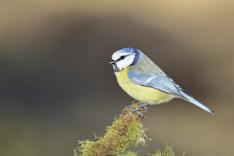 Blue tit (Parus caeruleus), sitting on moss-covered dead wood, Wilnsdorf, Wilnsdorf, North