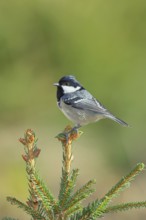 Fir tit (Parus ater), sitting on the top of a young spruce, European spruce (Picea abies),