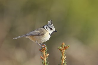 Crested Tit (Lophophanes scalloped ribbonfish), sitting on the top of a young spruce, European
