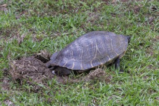 Turtle laying eggs in a grass lawn of a residential neighborhood in Gulfport, Mississippi