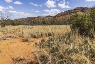 Layered rock formations rise up behind a field of grass, shrubs, and cactii at Palo Duro Canyon