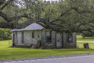 Old abandoned house behind an ancient Live Oak tree along Highway 53 in Harrison County,