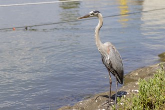 Great Blue Heron (Ardea herodias) along the Mobile Bay coastline of Dauphin Island, Alabama