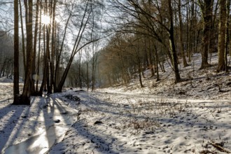 Snow-covered forest landscape with sunlight and shade, The Dragon Gorge near Eisenach in Thuringia