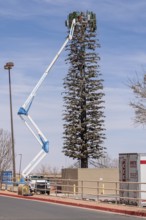 Workers in hydraulic lift truck repairing a cell tower disguised as a tree in Winslow, Arizona