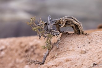 Sage brush plant growing from the dry earth at Little Painted Desert County Park near Winslow,