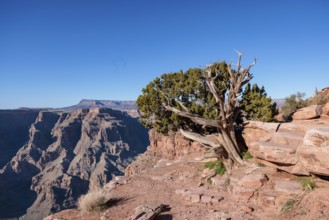 Tree growing from between the rocks along the rim of the canyon at Guano Point in Grand Canyon West