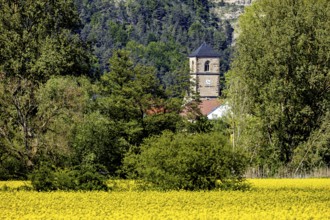 A church tower rises behind a yellow field surrounded by trees, The steeple of the Protestant